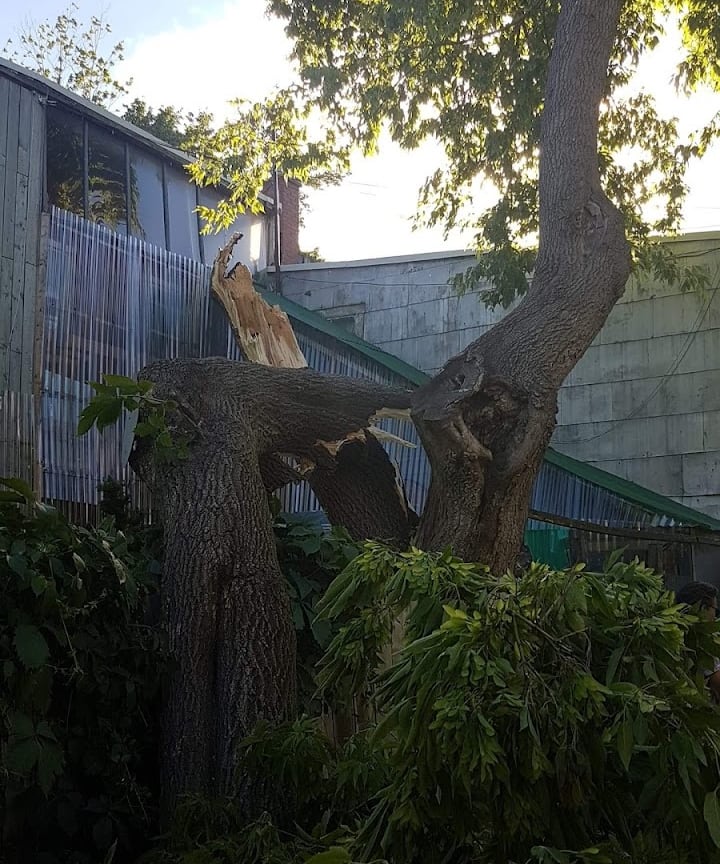 Arbre-casse